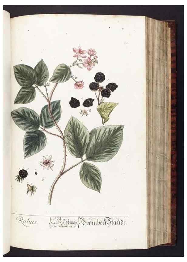 Reproducción/Reproduction 8379512597: Herbarium Blackwellianum emendatum et auctum, id est, Elisabethae Blackwell collectio stirpium. Norimbergae : Typis Io. Iosephi Fleischmanni, 1750-1773.