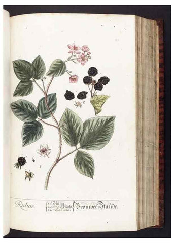Reproducción/Reproduction 8379512597: Herbarium Blackwellianum emendatum et auctum, id est, Elisabethae Blackwell collectio stirpium. Norimbergae : Typis Io. Iosephi Fleischmanni, 1750-1773.