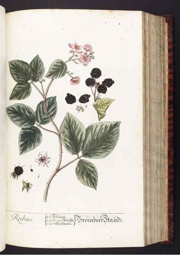 Reproducción/Reproduction 8379512597: Herbarium Blackwellianum emendatum et auctum, id est, Elisabethae Blackwell collectio stirpium. Norimbergae : Typis Io. Iosephi Fleischmanni, 1750-1773.