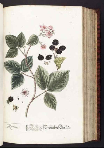 Reproducción/Reproduction 8379512597: Herbarium Blackwellianum emendatum et auctum, id est, Elisabethae Blackwell collectio stirpium. Norimbergae : Typis Io. Iosephi Fleischmanni, 1750-1773.