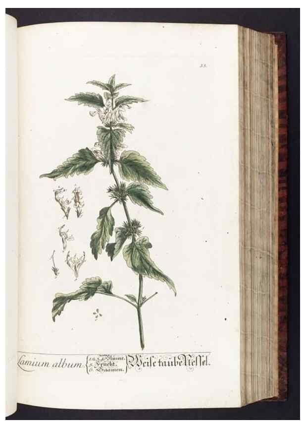 Reproducción/Reproduction 8380589982: Herbarium Blackwellianum emendatum et auctum, id est, Elisabethae Blackwell collectio stirpium. Norimbergae : Typis Io. Iosephi Fleischmanni, 1750-1773.