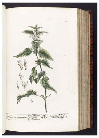Reproducción/Reproduction 8380589982: Herbarium Blackwellianum emendatum et auctum, id est, Elisabethae Blackwell collectio stirpium. Norimbergae : Typis Io. Iosephi Fleischmanni, 1750-1773.