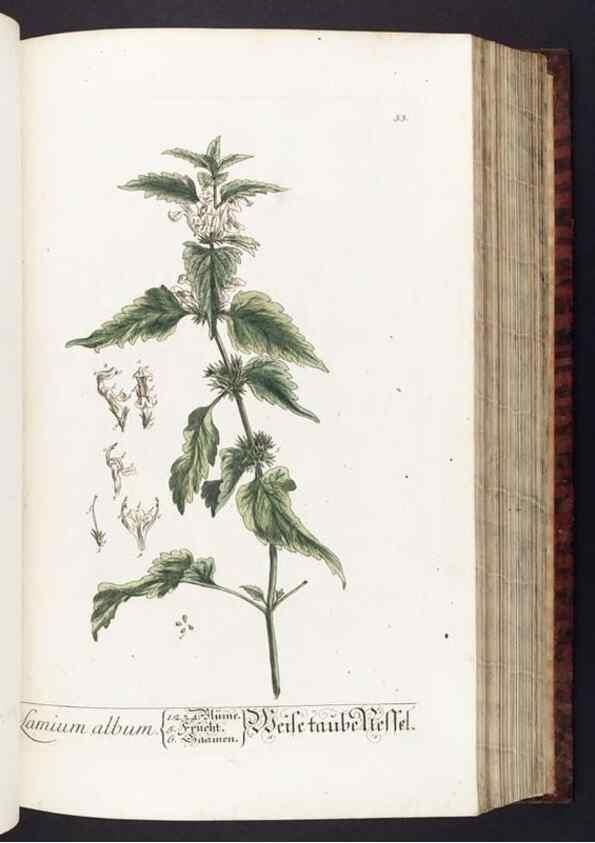 Reproducción/Reproduction 8380589982: Herbarium Blackwellianum emendatum et auctum, id est, Elisabethae Blackwell collectio stirpium. Norimbergae : Typis Io. Iosephi Fleischmanni, 1750-1773.