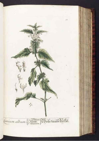 Reproducción/Reproduction 8380589982: Herbarium Blackwellianum emendatum et auctum, id est, Elisabethae Blackwell collectio stirpium. Norimbergae : Typis Io. Iosephi Fleischmanni, 1750-1773.