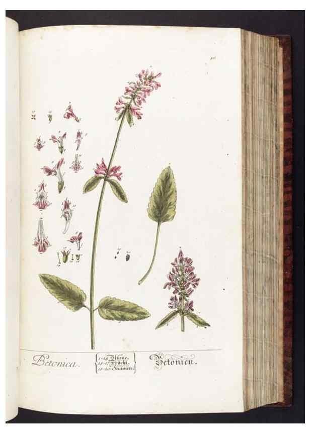 Reproducción/Reproduction 8380592512: Herbarium Blackwellianum emendatum et auctum, id est, Elisabethae Blackwell collectio stirpium. Norimbergae : Typis Io. Iosephi Fleischmanni, 1750-1773.