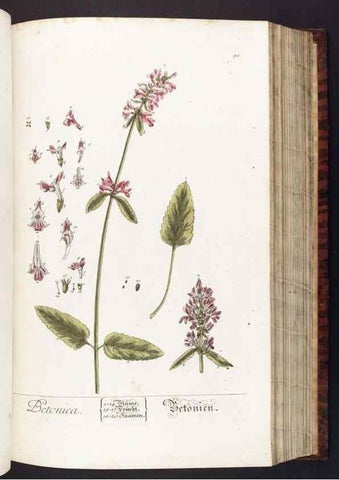 Reproducción/Reproduction 8380592512: Herbarium Blackwellianum emendatum et auctum, id est, Elisabethae Blackwell collectio stirpium. Norimbergae : Typis Io. Iosephi Fleischmanni, 1750-1773.