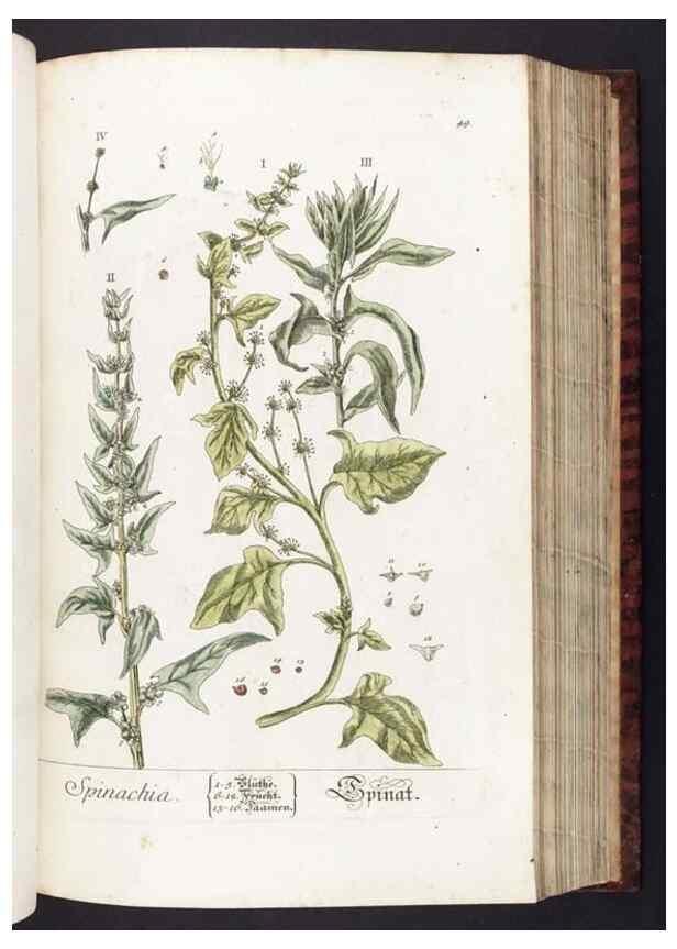 Reproducción/Reproduction 8379513505: Herbarium Blackwellianum emendatum et auctum, id est, Elisabethae Blackwell collectio stirpium. Norimbergae : Typis Io. Iosephi Fleischmanni, 1750-1773.