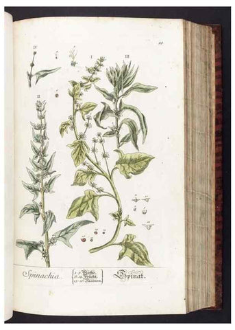 Reproducción/Reproduction 8379513505: Herbarium Blackwellianum emendatum et auctum, id est, Elisabethae Blackwell collectio stirpium. Norimbergae : Typis Io. Iosephi Fleischmanni, 1750-1773.