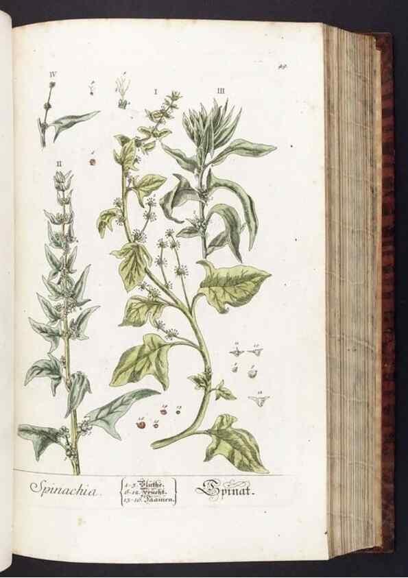 Reproducción/Reproduction 8379513505: Herbarium Blackwellianum emendatum et auctum, id est, Elisabethae Blackwell collectio stirpium. Norimbergae : Typis Io. Iosephi Fleischmanni, 1750-1773.