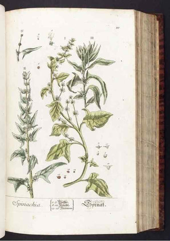 Reproducción/Reproduction 8379513505: Herbarium Blackwellianum emendatum et auctum, id est, Elisabethae Blackwell collectio stirpium. Norimbergae : Typis Io. Iosephi Fleischmanni, 1750-1773.