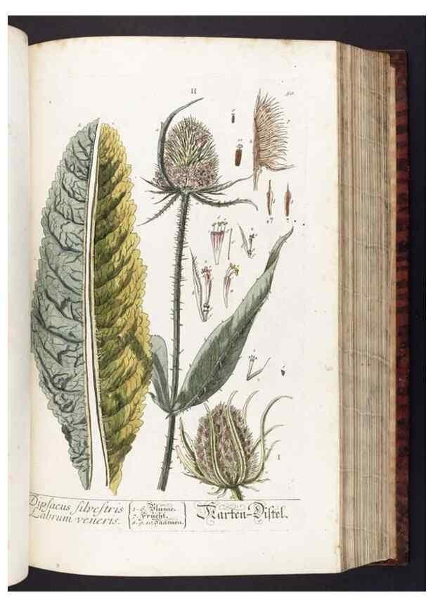 Reproducción/Reproduction 8379513735: Herbarium Blackwellianum emendatum et auctum, id est, Elisabethae Blackwell collectio stirpium. Norimbergae : Typis Io. Iosephi Fleischmanni, 1750-1773.