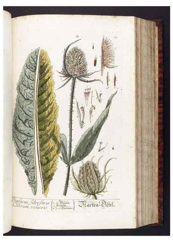 Reproducción/Reproduction 8379513735: Herbarium Blackwellianum emendatum et auctum, id est, Elisabethae Blackwell collectio stirpium. Norimbergae : Typis Io. Iosephi Fleischmanni, 1750-1773.