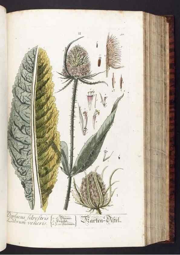 Reproducción/Reproduction 8379513735: Herbarium Blackwellianum emendatum et auctum, id est, Elisabethae Blackwell collectio stirpium. Norimbergae : Typis Io. Iosephi Fleischmanni, 1750-1773.