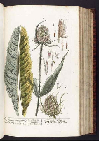 Reproducción/Reproduction 8379513735: Herbarium Blackwellianum emendatum et auctum, id est, Elisabethae Blackwell collectio stirpium. Norimbergae : Typis Io. Iosephi Fleischmanni, 1750-1773.