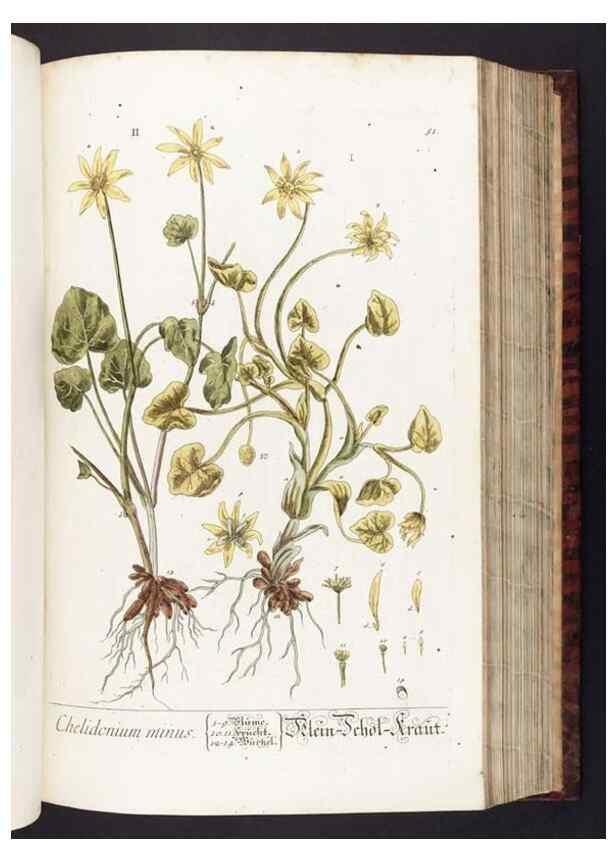 Reproducción/Reproduction 8380593658: Herbarium Blackwellianum emendatum et auctum, id est, Elisabethae Blackwell collectio stirpium. Norimbergae : Typis Io. Iosephi Fleischmanni, 1750-1773.