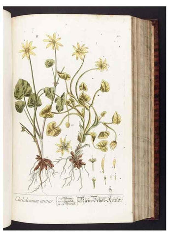 Reproducción/Reproduction 8380593658: Herbarium Blackwellianum emendatum et auctum, id est, Elisabethae Blackwell collectio stirpium. Norimbergae : Typis Io. Iosephi Fleischmanni, 1750-1773.