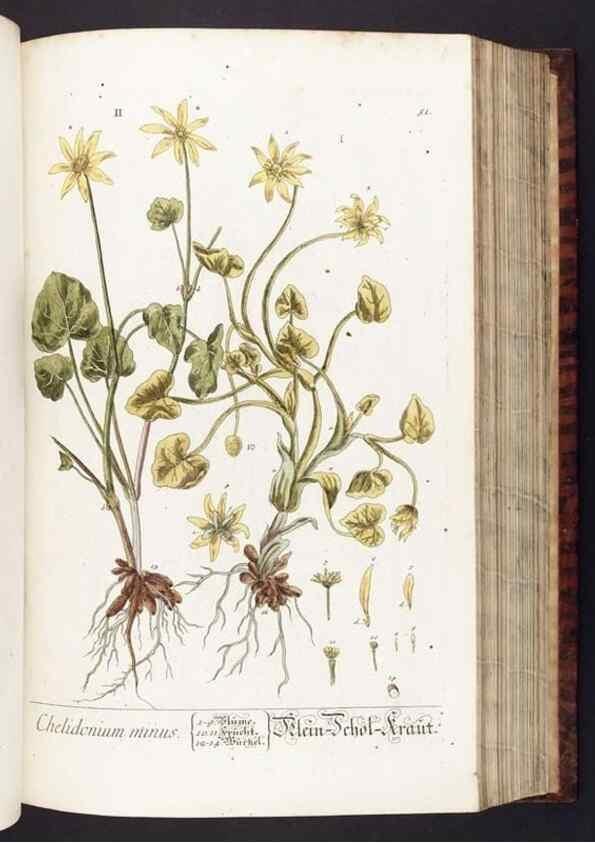 Reproducción/Reproduction 8380593658: Herbarium Blackwellianum emendatum et auctum, id est, Elisabethae Blackwell collectio stirpium. Norimbergae : Typis Io. Iosephi Fleischmanni, 1750-1773.