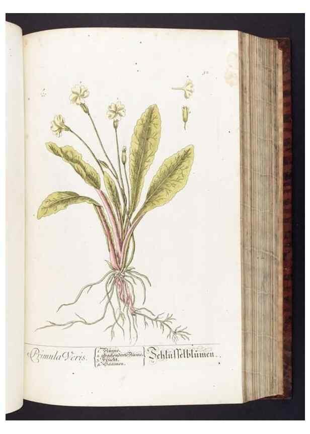 Reproducción/Reproduction 8380594000: Herbarium Blackwellianum emendatum et auctum, id est, Elisabethae Blackwell collectio stirpium. Norimbergae : Typis Io. Iosephi Fleischmanni, 1750-1773.