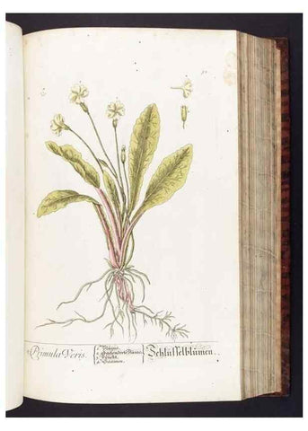 Reproducción/Reproduction 8380594000: Herbarium Blackwellianum emendatum et auctum, id est, Elisabethae Blackwell collectio stirpium. Norimbergae : Typis Io. Iosephi Fleischmanni, 1750-1773.