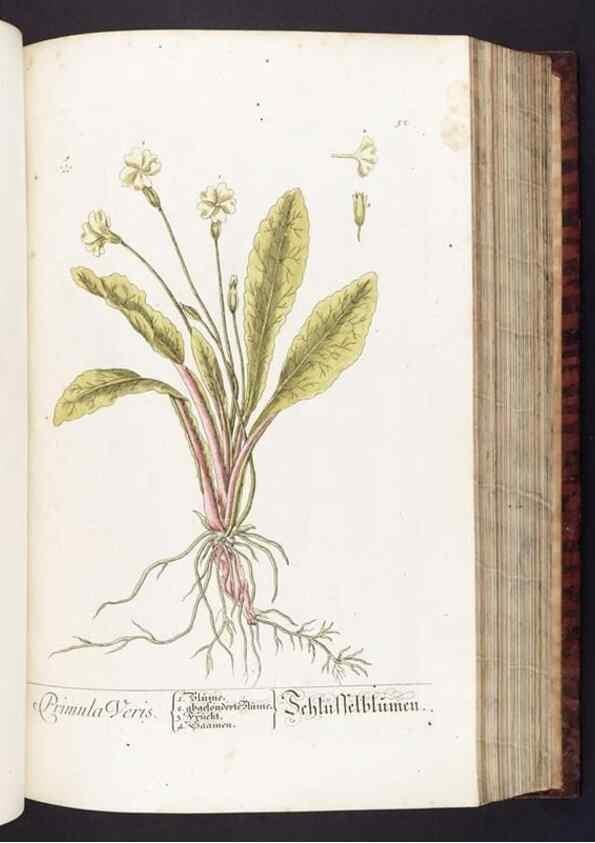 Reproducción/Reproduction 8380594000: Herbarium Blackwellianum emendatum et auctum, id est, Elisabethae Blackwell collectio stirpium. Norimbergae : Typis Io. Iosephi Fleischmanni, 1750-1773.