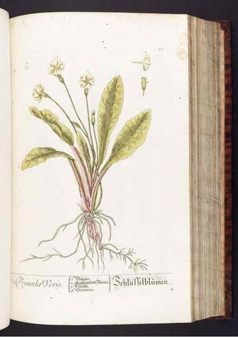 Reproducción/Reproduction 8380594000: Herbarium Blackwellianum emendatum et auctum, id est, Elisabethae Blackwell collectio stirpium. Norimbergae : Typis Io. Iosephi Fleischmanni, 1750-1773.