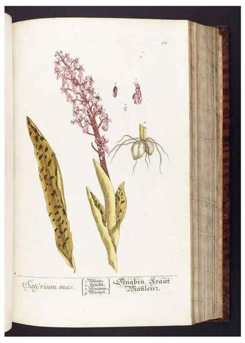 Reproducción/Reproduction 8380594442: Herbarium Blackwellianum emendatum et auctum, id est, Elisabethae Blackwell collectio stirpium. Norimbergae : Typis Io. Iosephi Fleischmanni, 1750-1773.