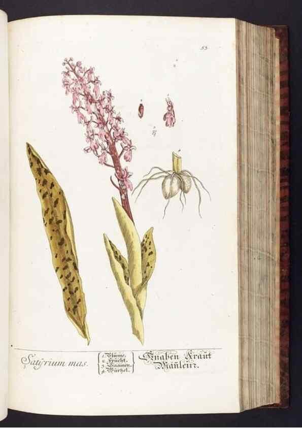 Reproducción/Reproduction 8380594442: Herbarium Blackwellianum emendatum et auctum, id est, Elisabethae Blackwell collectio stirpium. Norimbergae : Typis Io. Iosephi Fleischmanni, 1750-1773.