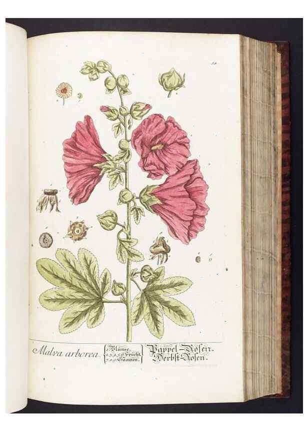 Reproducción/Reproduction 8380594990: Herbarium Blackwellianum emendatum et auctum, id est, Elisabethae Blackwell collectio stirpium. Norimbergae : Typis Io. Iosephi Fleischmanni, 1750-1773.