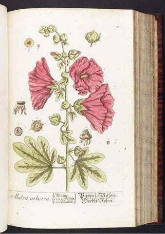Reproducción/Reproduction 8380594990: Herbarium Blackwellianum emendatum et auctum, id est, Elisabethae Blackwell collectio stirpium. Norimbergae : Typis Io. Iosephi Fleischmanni, 1750-1773.