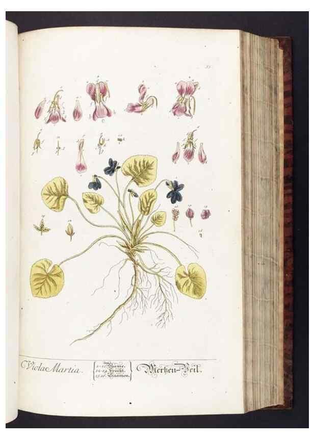Reproducción/Reproduction 8379515425: Herbarium Blackwellianum emendatum et auctum, id est, Elisabethae Blackwell collectio stirpium. Norimbergae : Typis Io. Iosephi Fleischmanni, 1750-1773.