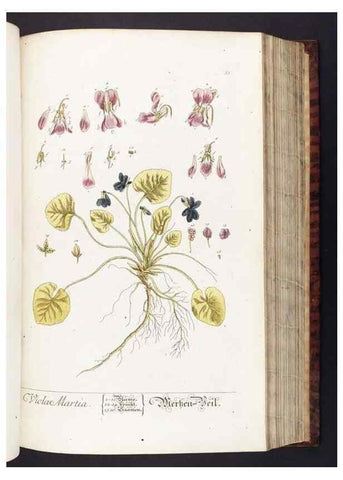 Reproducción/Reproduction 8379515425: Herbarium Blackwellianum emendatum et auctum, id est, Elisabethae Blackwell collectio stirpium. Norimbergae : Typis Io. Iosephi Fleischmanni, 1750-1773.