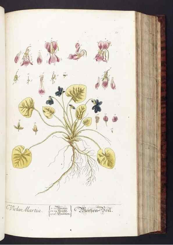 Reproducción/Reproduction 8379515425: Herbarium Blackwellianum emendatum et auctum, id est, Elisabethae Blackwell collectio stirpium. Norimbergae : Typis Io. Iosephi Fleischmanni, 1750-1773.