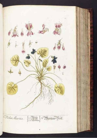 Reproducción/Reproduction 8379515425: Herbarium Blackwellianum emendatum et auctum, id est, Elisabethae Blackwell collectio stirpium. Norimbergae : Typis Io. Iosephi Fleischmanni, 1750-1773.