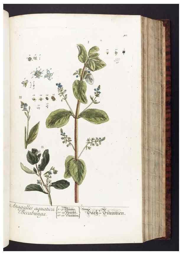 Reproducción/Reproduction 8379513347: Herbarium Blackwellianum emendatum et auctum, id est, Elisabethae Blackwell collectio stirpium. Norimbergae : Typis Io. Iosephi Fleischmanni, 1750-1773.