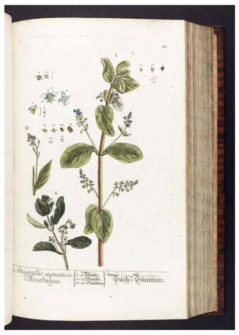 Reproducción/Reproduction 8379513347: Herbarium Blackwellianum emendatum et auctum, id est, Elisabethae Blackwell collectio stirpium. Norimbergae : Typis Io. Iosephi Fleischmanni, 1750-1773.