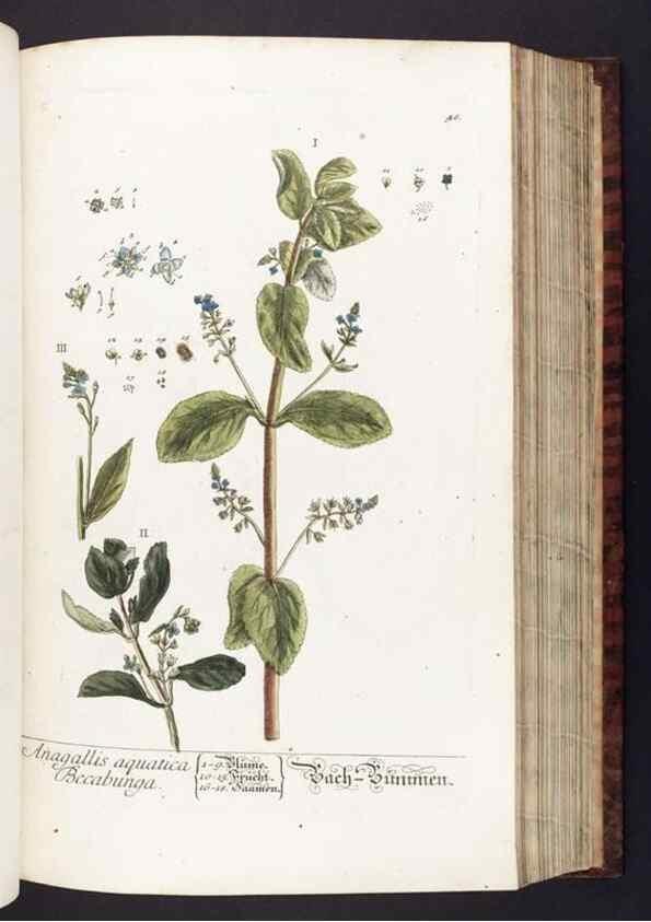 Reproducción/Reproduction 8379513347: Herbarium Blackwellianum emendatum et auctum, id est, Elisabethae Blackwell collectio stirpium. Norimbergae : Typis Io. Iosephi Fleischmanni, 1750-1773.