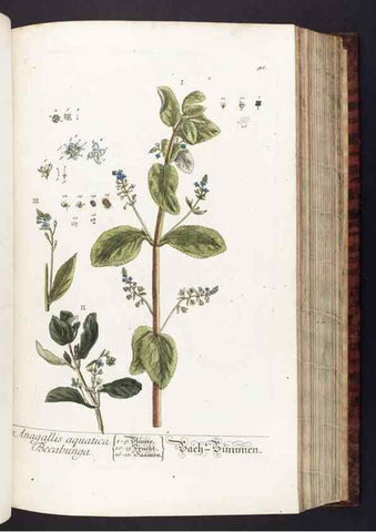 Reproducción/Reproduction 8379513347: Herbarium Blackwellianum emendatum et auctum, id est, Elisabethae Blackwell collectio stirpium. Norimbergae : Typis Io. Iosephi Fleischmanni, 1750-1773.