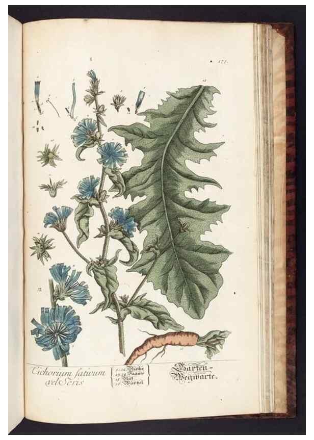 Reproducción/Reproduction 8379544129: Herbarium Blackwellianum emendatum et auctum, id est, Elisabethae Blackwell collectio stirpium. Norimbergae : Typis Io. Iosephi Fleischmanni, 1750-1773.