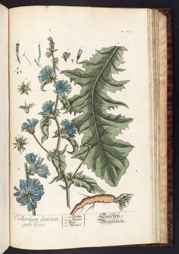 Reproducción/Reproduction 8379544129: Herbarium Blackwellianum emendatum et auctum, id est, Elisabethae Blackwell collectio stirpium. Norimbergae : Typis Io. Iosephi Fleischmanni, 1750-1773.