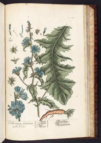 Reproducción/Reproduction 8379544129: Herbarium Blackwellianum emendatum et auctum, id est, Elisabethae Blackwell collectio stirpium. Norimbergae : Typis Io. Iosephi Fleischmanni, 1750-1773.