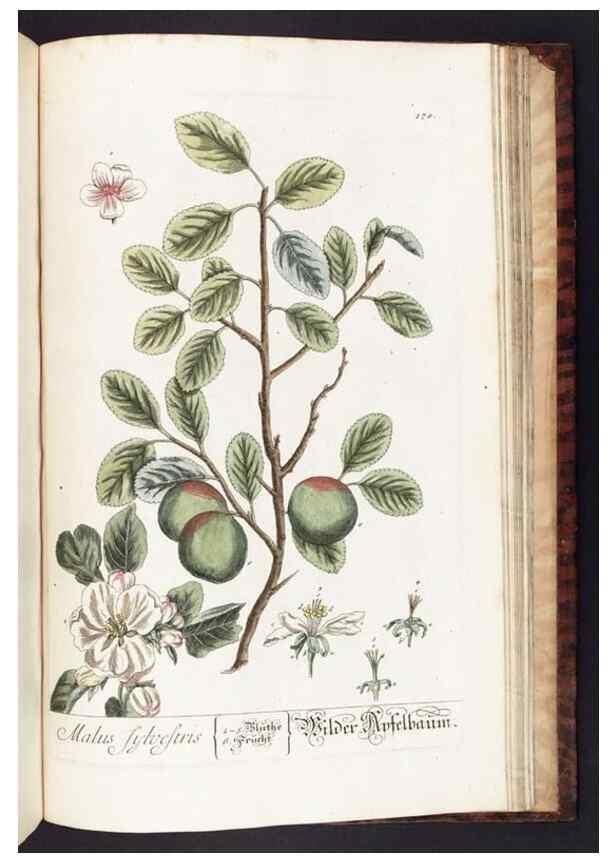 Reproducción/Reproduction 8379544481: Herbarium Blackwellianum emendatum et auctum, id est, Elisabethae Blackwell collectio stirpium. Norimbergae : Typis Io. Iosephi Fleischmanni, 1750-1773.