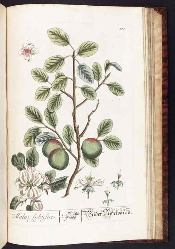 Reproducción/Reproduction 8379544481: Herbarium Blackwellianum emendatum et auctum, id est, Elisabethae Blackwell collectio stirpium. Norimbergae : Typis Io. Iosephi Fleischmanni, 1750-1773.