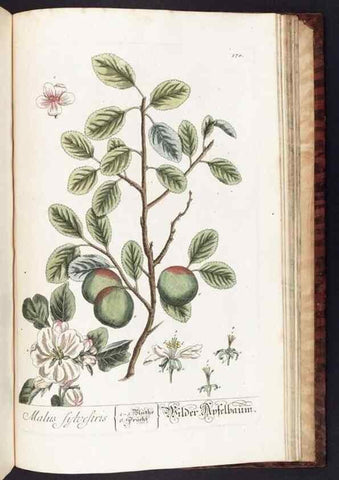 Reproducción/Reproduction 8379544481: Herbarium Blackwellianum emendatum et auctum, id est, Elisabethae Blackwell collectio stirpium. Norimbergae : Typis Io. Iosephi Fleischmanni, 1750-1773.