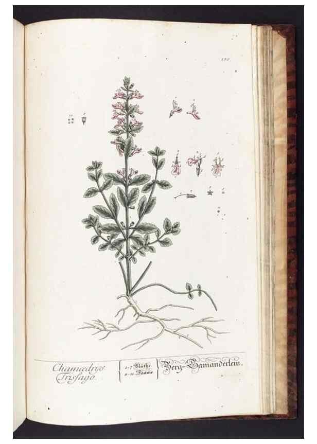 Reproducción/Reproduction 8379545033: Herbarium Blackwellianum emendatum et auctum, id est, Elisabethae Blackwell collectio stirpium. Norimbergae : Typis Io. Iosephi Fleischmanni, 1750-1773.