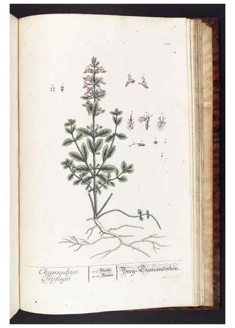 Reproducción/Reproduction 8379545033: Herbarium Blackwellianum emendatum et auctum, id est, Elisabethae Blackwell collectio stirpium. Norimbergae : Typis Io. Iosephi Fleischmanni, 1750-1773.