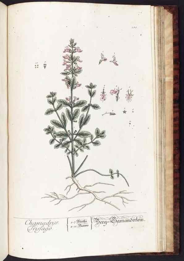 Reproducción/Reproduction 8379545033: Herbarium Blackwellianum emendatum et auctum, id est, Elisabethae Blackwell collectio stirpium. Norimbergae : Typis Io. Iosephi Fleischmanni, 1750-1773.