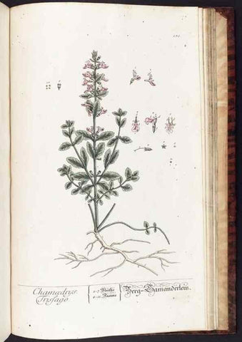 Reproducción/Reproduction 8379545033: Herbarium Blackwellianum emendatum et auctum, id est, Elisabethae Blackwell collectio stirpium. Norimbergae : Typis Io. Iosephi Fleischmanni, 1750-1773.