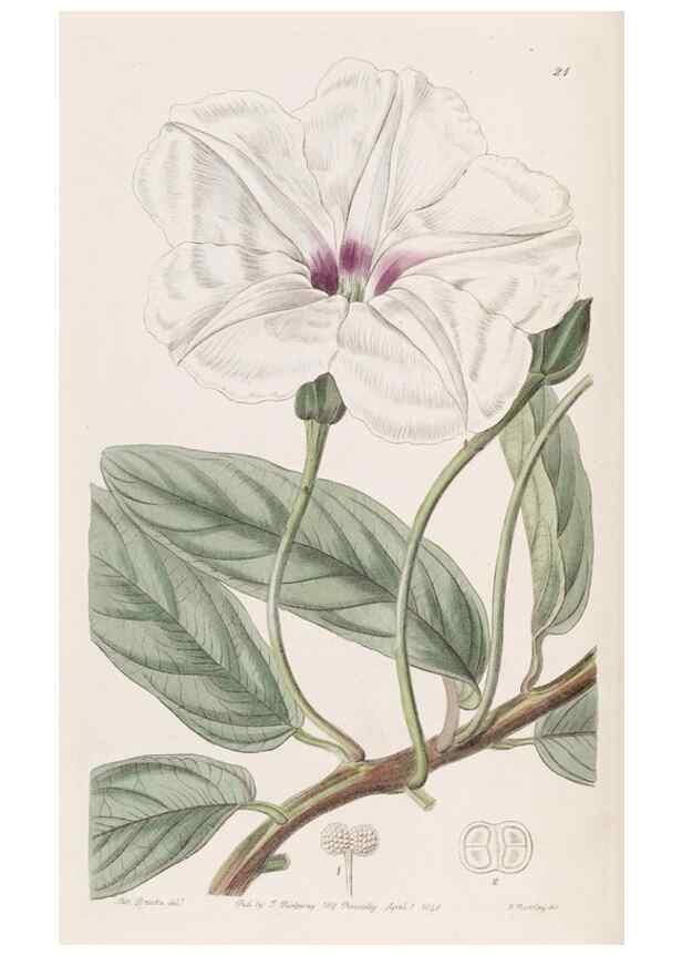 Reproducción/Reproduction 8387208374: Edwards's botanical register.. London :James Ridgway,1829-1847.
