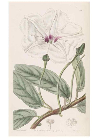 Reproducción/Reproduction 8387208374: Edwards's botanical register.. London :James Ridgway,1829-1847.