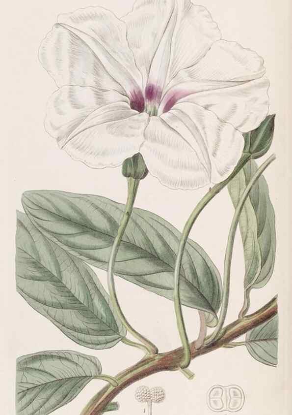 Reproducción/Reproduction 8387208374: Edwards's botanical register.. London :James Ridgway,1829-1847.